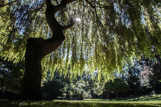 treescience